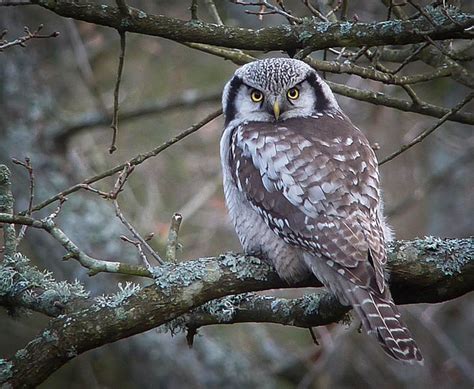 Northern Hawk Owl - Surnia ulula | Wildlife Journal Junior