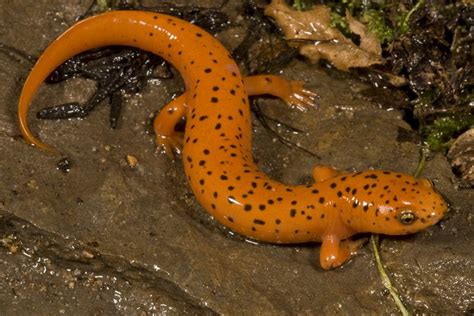 11 Surprising Facts About Salamanders