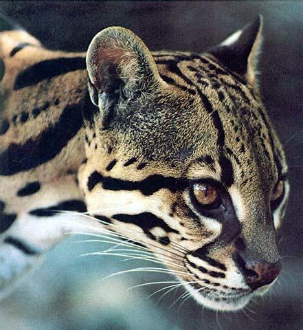 The Rare, Highly Endangered Ocelot Cat, Beautiful, Big, Spotted Wild ...