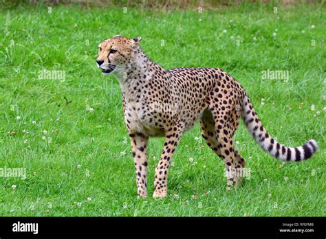 cheetah, Gepard, gepárd, Acinonyx jubatus Stock Photo - Alamy