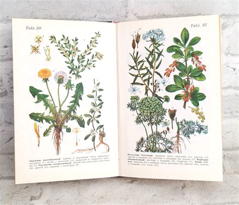 Herb Book Nature Books Illustrated Book Plants Forest | Etsy