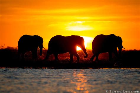 Elephant Sunset - Burrard-Lucas Photography