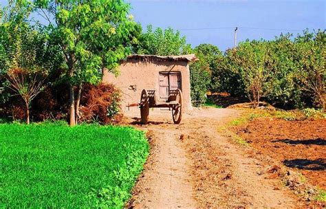 Photos-of-Pakistani-Villages-Photo-of-a-mud-hut-and-a-cart-in-a-fruit-garden-in-a-village ...