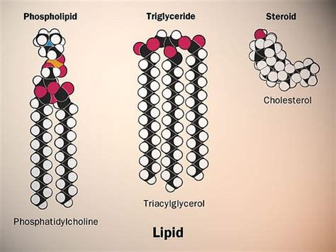 LIPIDY RYSUNEK | Biochemistry, Science biology, Teaching biology