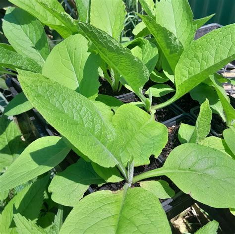 True Medicinal Comfrey – Kahikatea Farm Certified Organic Nursery and ...