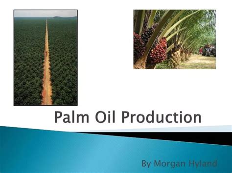 PPT - Palm Oil Production PowerPoint Presentation, free download - ID:2492923