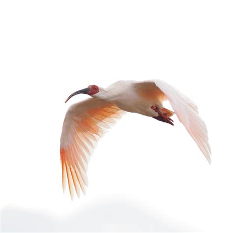 A successful Crested Ibis reintroduction - British Ornithologists' Union