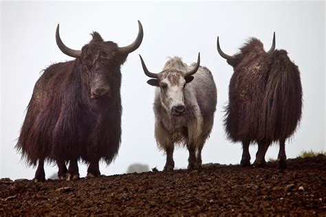 Yakety yak... | Animals, Animals wild, Yak