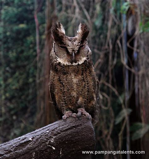 Philippine Scops OWL