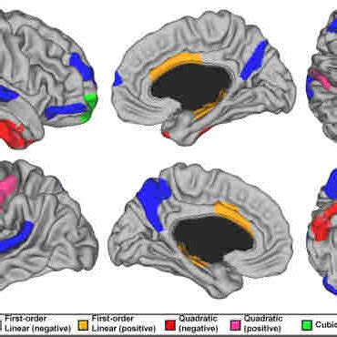 Developmental trajectories of local cortical surface area from 4.9 to... | Download Scientific ...