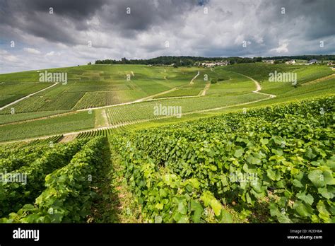 Champagne vineyards near of the town Epernay, France, EU, Europe Stock ...