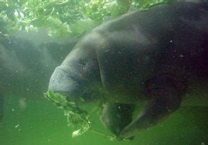 West Indian Manatee Facts, Habitat, Diet, Adaptations, Pictures