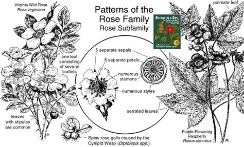 Edible rose diagram - locedsail