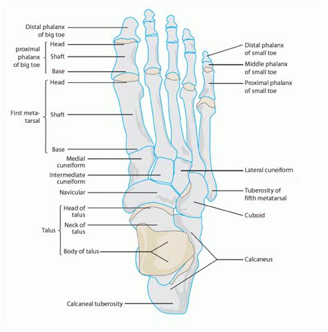 Metatarsal Anatomy - Docpods Australia