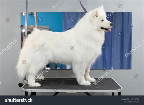 Samoyed Dog Poses After Washing Haircuts Stock Photo 2073597560 ...