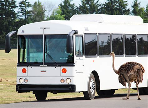 Safari Tour Bus - African Lion Safari