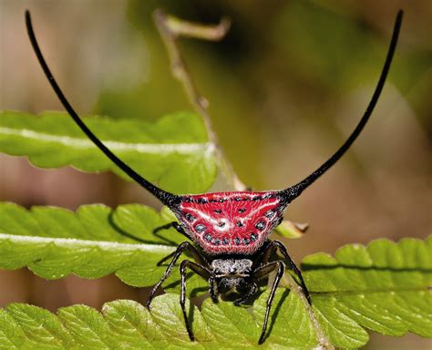 Long-Horned Orb Weaver l Remarkable Evolution - Our Breathing Planet