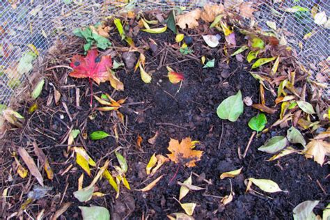 How to Harvest Leaf Mold & 4 Ways to Use It