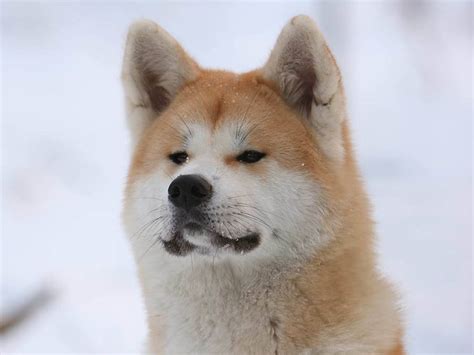 Akita Inu winter photo and wallpaper. Beautiful Akita Inu winter pictures