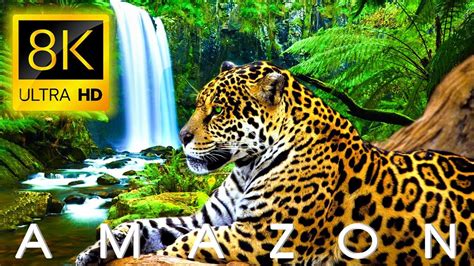 Amazon Forest, Amazon Rainforest, 8k Ultra Hd, Relaxing Music, Nature ...