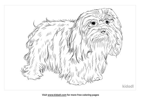 Havanese Coloring Sheet Margaret Dinh S Coloring Page - vrogue.co