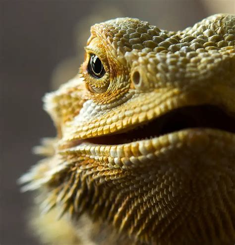 6 Reasons Bearded Dragons Make The Best Pets