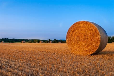 What’s the difference between hay and straw? – Sustainable, Secure Food ...