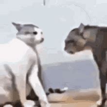 Cat Fight Meme GIF | Tenor