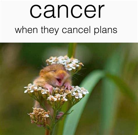 25 Cancer Season Memes That You'll Find Astonishingly Relatable