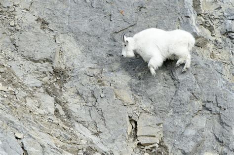 Mountain Goat - NDOW