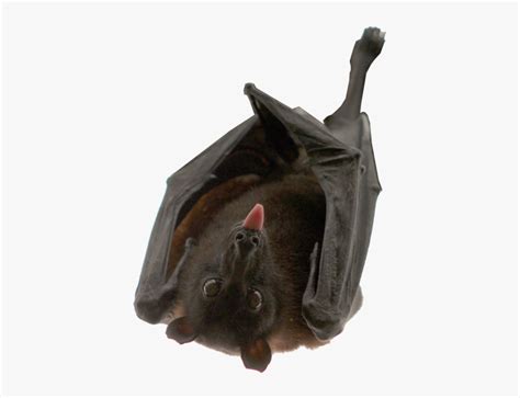 Bat, Hanging, Isolated, Animal, Nocturnal - Bat Meat, HD Png Download ...