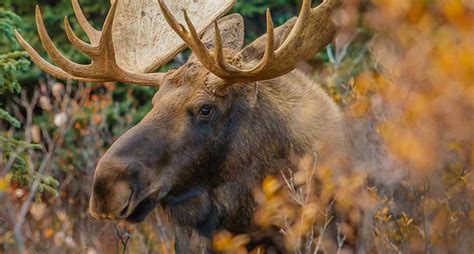 Moose vs. Elk: The Important Facts, What Tastes Better, and Which to ...