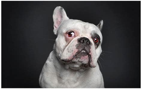 Photo collection captures dogs posing with human-like expressions - ABC7 San Francisco