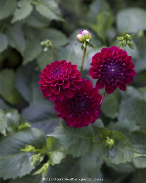 Dark red dahlias – Garden Flow