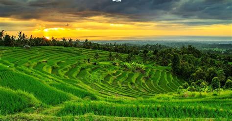 gambar pemandangan sawah di pedesaan gambar pemandangan sawah di pedesaan gambar rumah ...