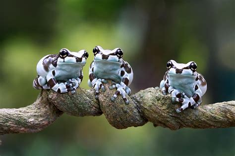 Top Facts About The Amazon Milk Frog - WorldAtlas