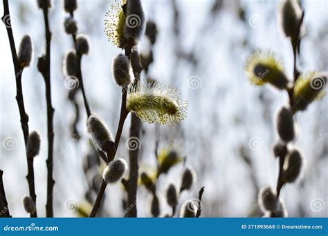 Flowering Willow Salix Salicaceae As a Closeup with a Various of ...