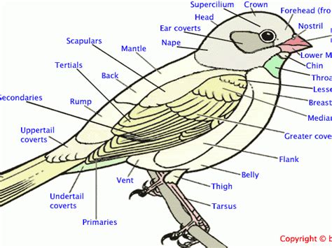 Bird Anatomy Guide | Bird anatomy, Bird, Bird drawings