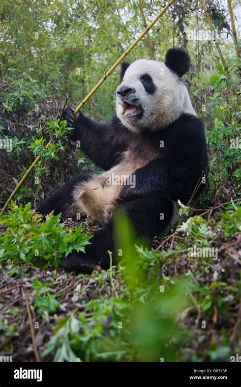 Qinling Panda High Resolution Stock Photography and Images - Alamy