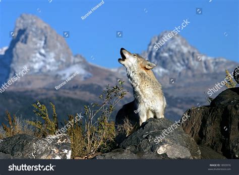 Howling Gray Wolf Stock Photo (Edit Now) 1893976