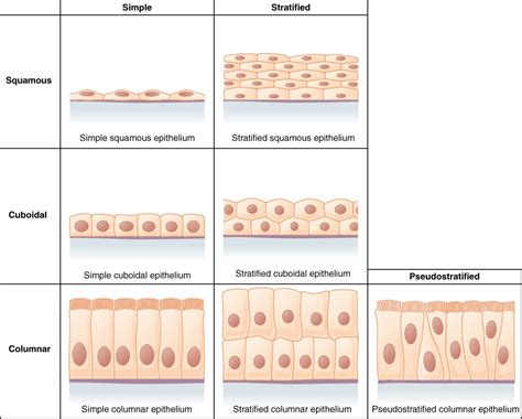 Epithelial Tissue Diagram Unlabeled | Anatomy and Physiology ...