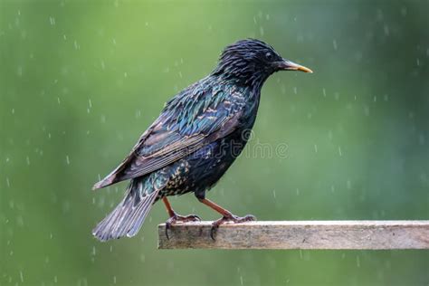 Starling on a Bird House in Summer Stock Photo - Image of feather ...