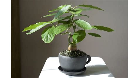 Avocado Bonsai Tree