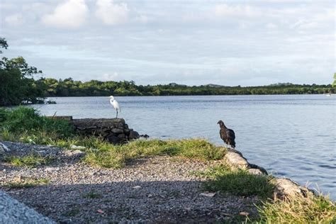 Premium Photo | A black vulture and a white heron standing by the riverside river una in valenca ...