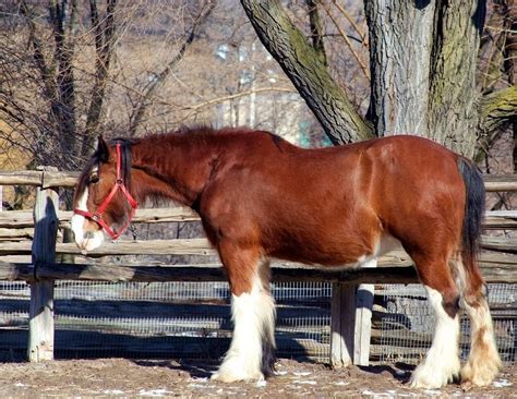 Clydesdale Horse Breed Information, History, Videos, Pictures