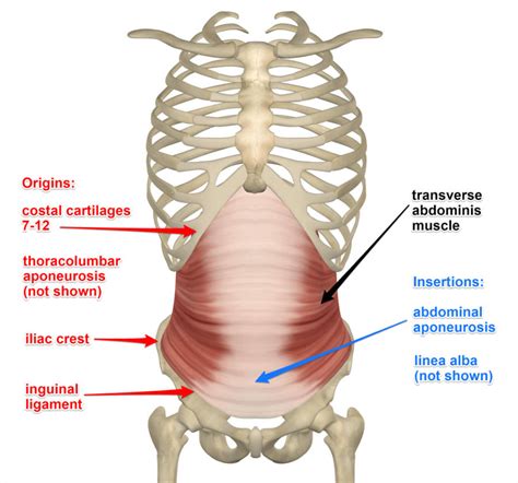 Transverse Abdominis Muscle, Its Attachments and Actions - Yoganatomy