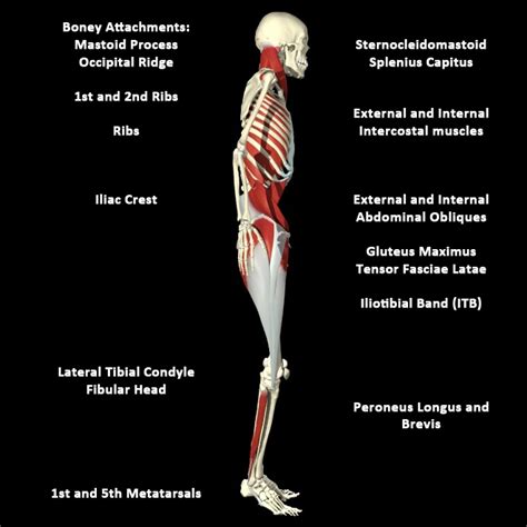 Lateral Lines Part I: Legs & Hip Anatomy & Dysfunction – Mindful MVMNT