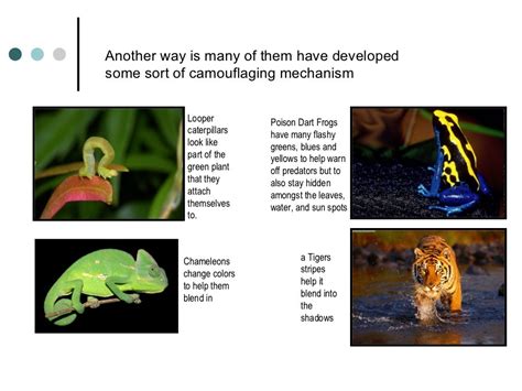 Rainforest animals and their adaptations