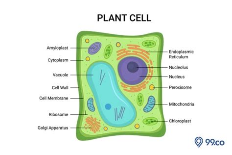 Mengenal Struktur Sel Tumbuhan dan Fungsinya