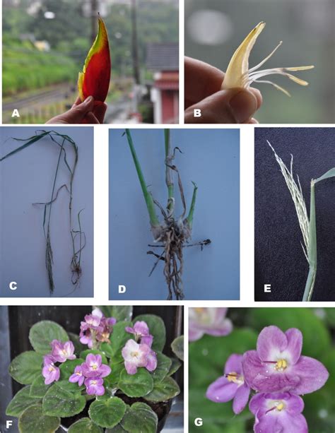 Eudicots and Monocots species that occur in the city of Santos Dumont ...